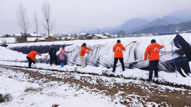 暴雪袭荆楚&nbsp;平安守民生——平安产险湖北分公司抗击冰雪护航农企保生产