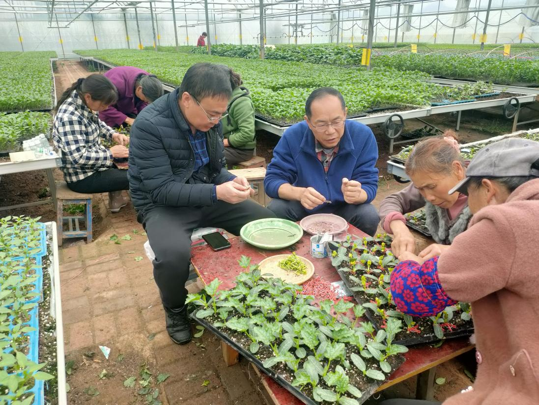智慧农业系双膜温室“两果一菜”种植模式喜获丰收-黑龙江农业经济职业学院-智慧农业系